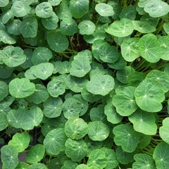 Microplante Nasturtium