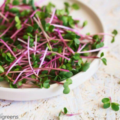 Microplante Ridiche rose/coral