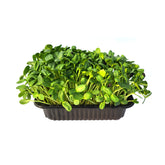 Microplante Floarea-Soarelui