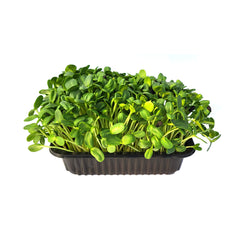 Microplante Floarea-Soarelui