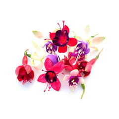 Flori comestibile fuchsia