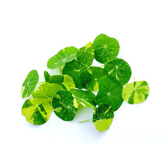 Microplante Nasturtium Patat