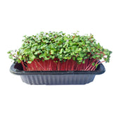 Microplante Ridiche rose/coral