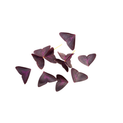 Microplante Oxalis mov