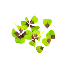 Microplante Oxalis Verde