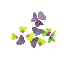 Microplante Oxalis Mix