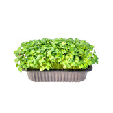 Microplante Ridiche Daikon
