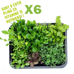 6 X Salata microplante