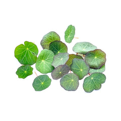 Microplante Nasturtium frunze